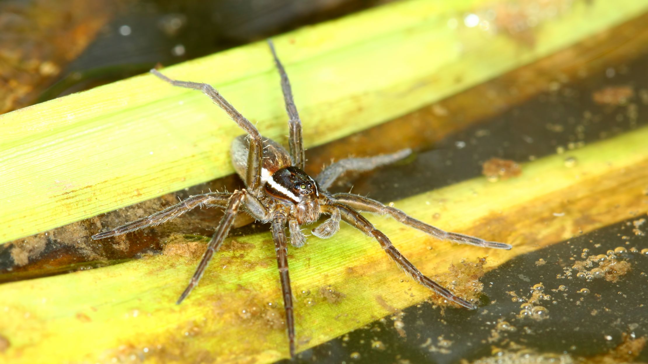10 of the World's Strangest Spiders Mental Floss